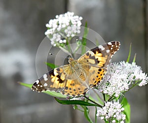 American Painted Lady Butterfly on Late Blooming Thorough Wort Flowers