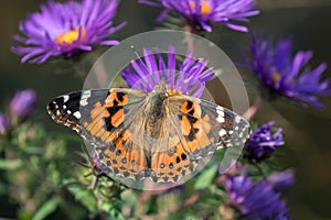 American Painted Lady butterfly Vanessa virginiensis