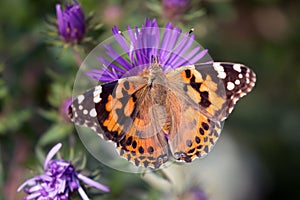 American Painted Lady butterfly Vanessa virginiensis