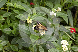 American Painted Lady butterfly Vanessa virginiensis feeding on white shrub flowers