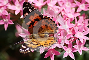 American painted lady on Pentas lanceolata