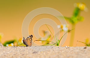 American Painted Lady Vanessa virginiensis butterfly looking away from camera, on sand dune