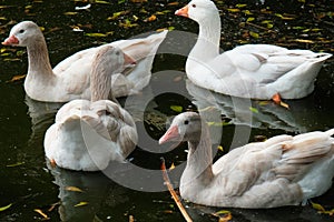 American pallid goose (American Buff goose)