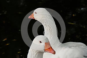 American pallid goose (American Buff goose)