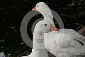American pallid goose (American Buff goose)