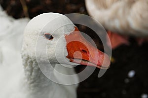 American pallid goose (American Buff goose)