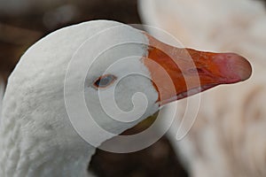 American pallid goose (American Buff goose)