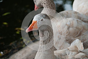 American pallid goose (American Buff goose)