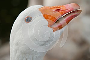 American pallid goose (American Buff goose)