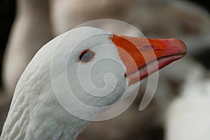 American pallid goose (American Buff goose)