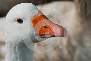 American pallid goose (American Buff goose)