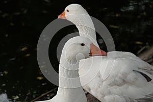 American pallid goose (American Buff goose) photo