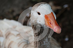 American pallid goose (American Buff goose) photo