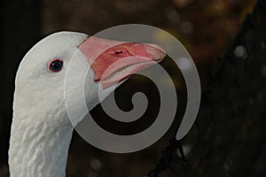 American pallid goose (American Buff goose) photo