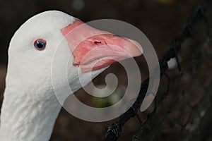 American pallid goose (American Buff goose) photo