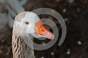 American pallid goose (American Buff goose) photo