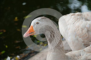 American pallid goose (American Buff goose) photo