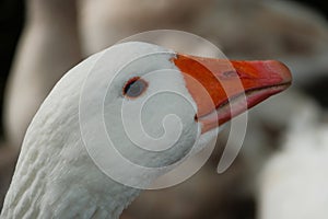 American pallid goose (American Buff goose) photo