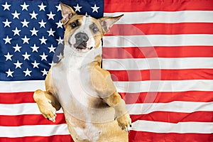 American patriotic dog.