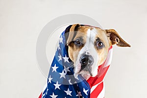 American patriotic dog portrait.