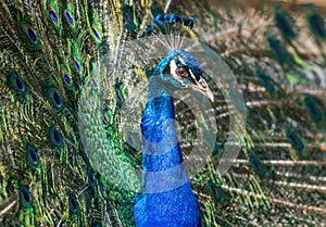 American Peacock has beautiful eye spot pattern in feathers