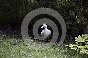 American Pekin Duck