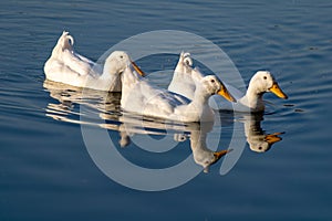 American pekin white ducks swimming across a still lake at sunset