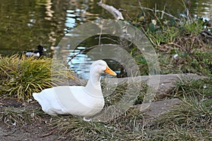 American Peking duck nesting in Golden Gate Park, 2.