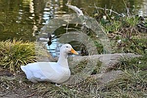 American Peking duck nesting in Golden Gate Park, 3.