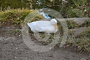 American Peking duck nesting in Golden Gate Park, 5.