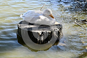 American Peking duck nesting in Golden Gate Park, 7.