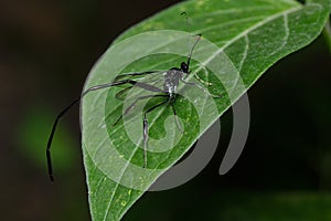 American Pelecinid Wasp - Pelecinus polyturator