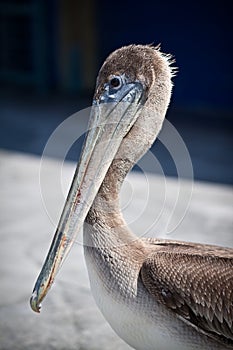 American pelican