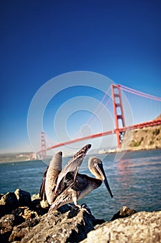 American pelican with Golden Gate bridge behind