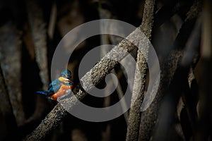 American pigmy kingfisher Chloroceryle aenea beautiful kingfisher.