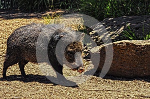 American pigs peccaries