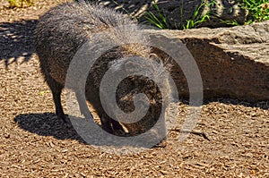 American pigs peccaries