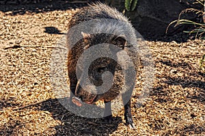 American pigs peccaries