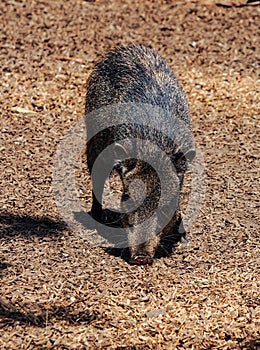 American pigs peccaries