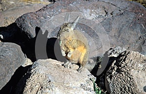 American Pika eating a leaf of a plant -It is  an by global warming endangered animal