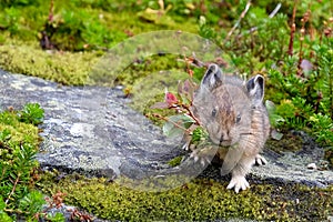 American Pika with grass in its mouth.