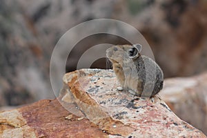 American Pika - Jasper National Park