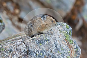 American Pika, ochotona princeps