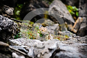 American Pika (Ochotona princeps)