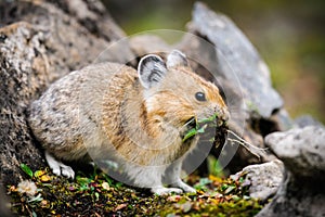 American Pika (Ochotona princeps)