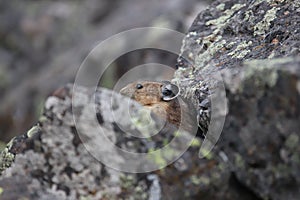 American pika Ochotona princeps 64