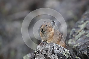 American pika Ochotona princeps 88