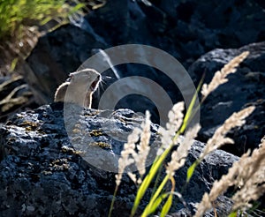 American Pika perched in a rocky talus field