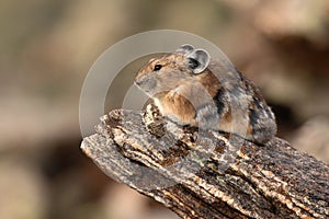 American Pika Resting On Rock