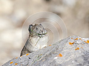 American pika on rock with grass in mouth in Canada